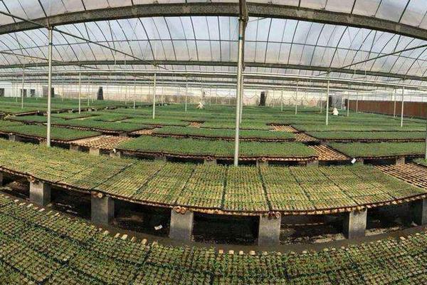 2018种西兰花赚钱吗?西兰花种植的利润与投资成本及前景预测