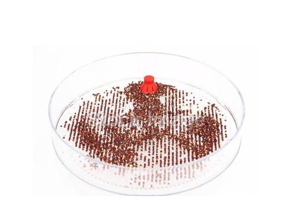 2018种西兰花赚钱吗?西兰花种植的利润与投资成本及前景预测