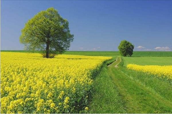 2018种油菜赚钱吗?油菜种植的利润与投资成本及前景预测