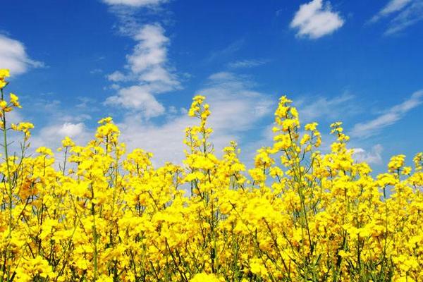 2018种油菜赚钱吗?油菜种植的利润与投资成本及前景预测