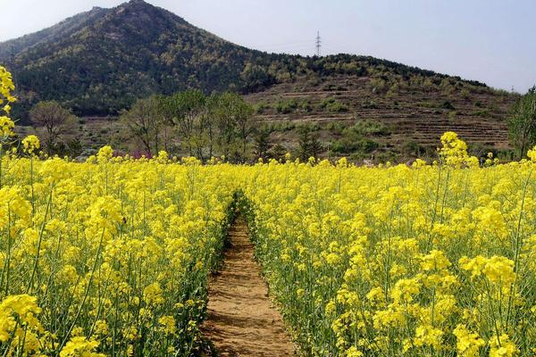 2018种油菜赚钱吗?油菜种植的利润与投资成本及前景预测