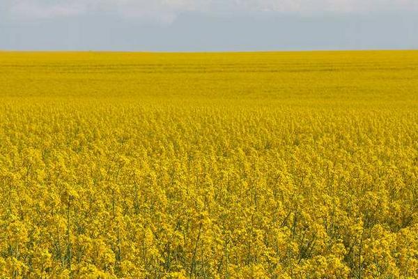 2018种油菜赚钱吗?油菜种植的利润与投资成本及前景预测
