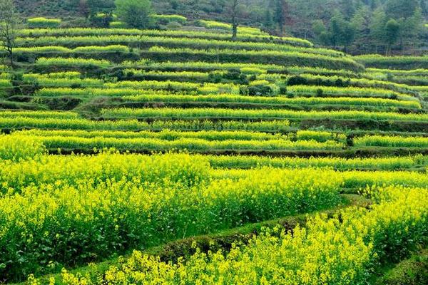 2018种油菜赚钱吗?油菜种植的利润与投资成本及前景预测