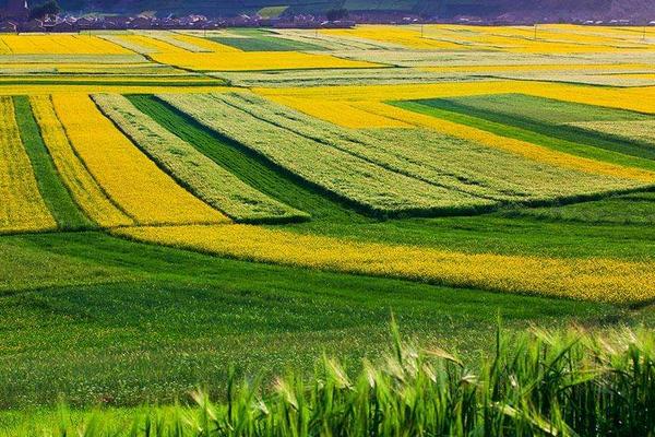 2018种油菜赚钱吗?油菜种植的利润与投资成本及前景预测