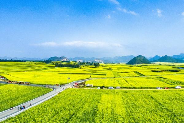 2018种油菜赚钱吗?油菜种植的利润与投资成本及前景预测