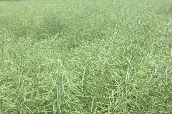 2018种油菜赚钱吗?油菜种植的利润与投资成本及前景预测