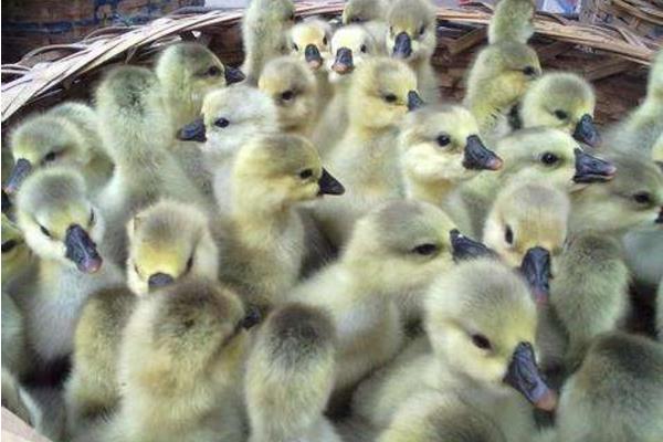 鹅苗养殖最适宜温度