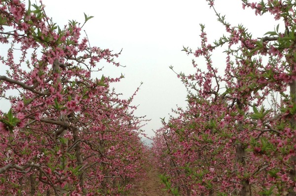 桃树的栽培技术