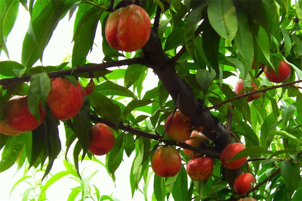 桃树的栽培技术