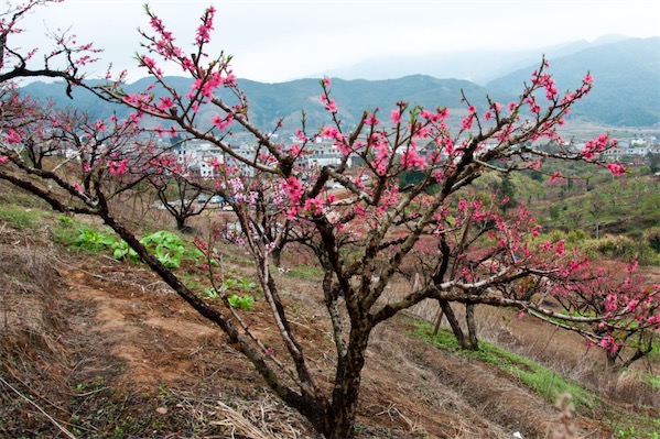 桃树的栽培技术