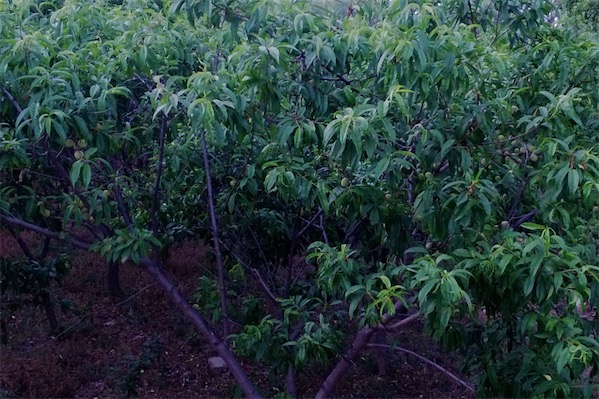 桃树的栽培技术