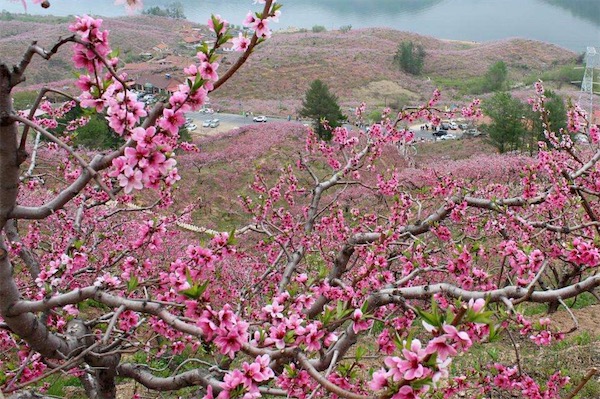 桃树的栽培技术
