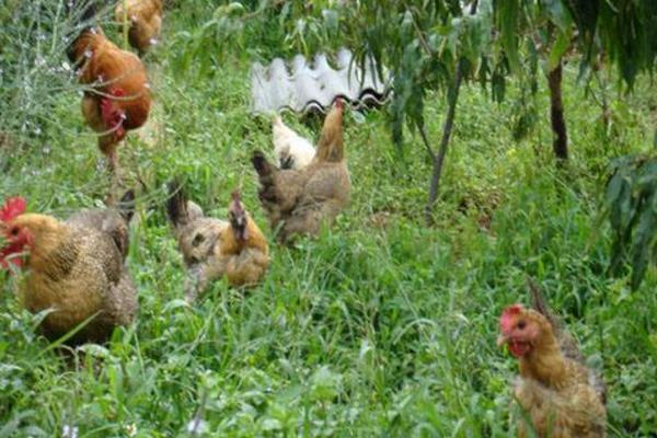 山地养鸡是什么？有什么好处？怎么养？
