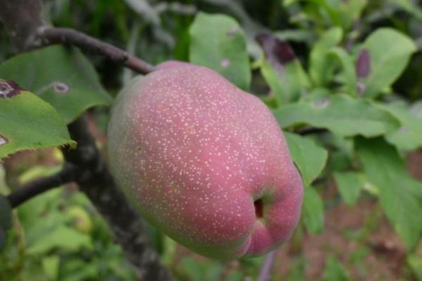 川木瓜和木瓜一样吗