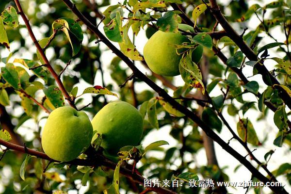 川木瓜和木瓜一样吗