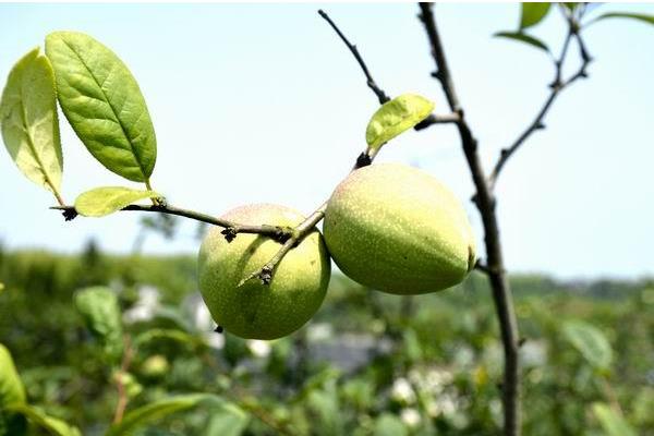 川木瓜和木瓜一样吗