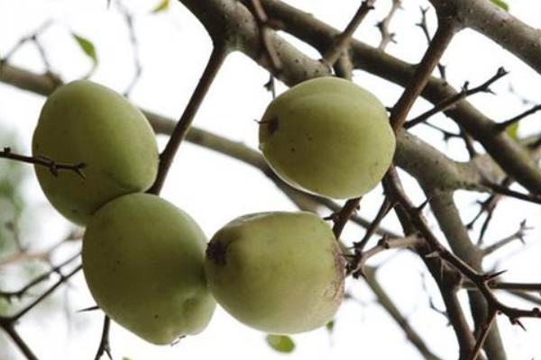 川木瓜和木瓜一样吗