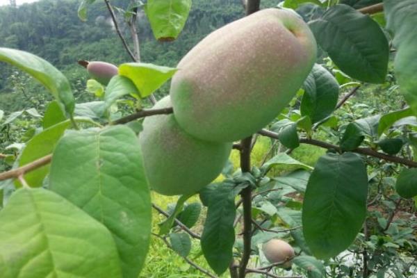 川木瓜和木瓜一样吗