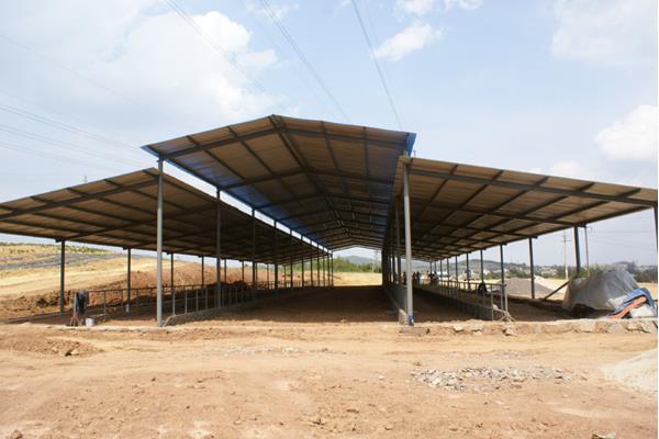 规模养牛场有什么建设标准?牛舍怎么建设?