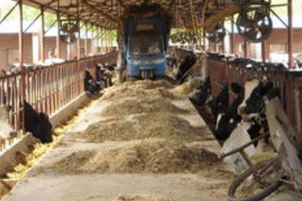 规模养牛场有什么建设标准?牛舍怎么建设?