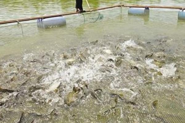 养1亩池塘鱼需要多少成本?养鱼的成本和利润