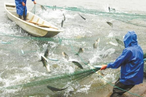 养1亩池塘鱼需要多少成本?养鱼的成本和利润