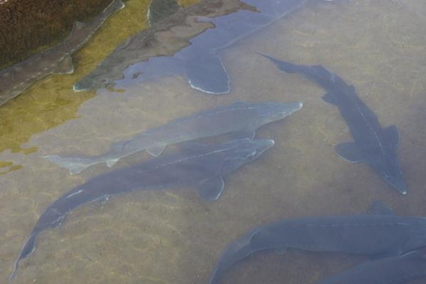 养1亩池塘鱼需要多少成本?养鱼的成本和利润