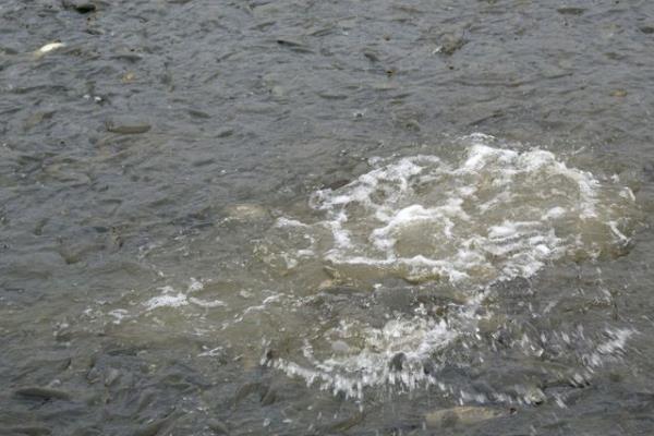 养1亩池塘鱼需要多少成本?养鱼的成本和利润