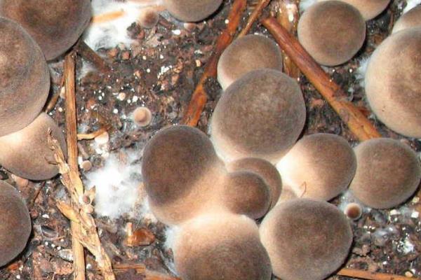 草菇种植前景怎么样?需要什么条件呢?