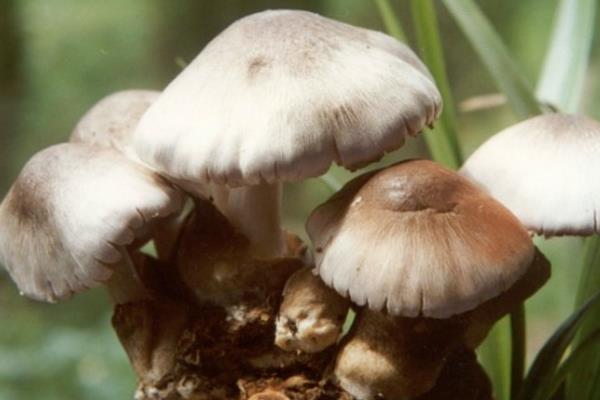 草菇种植前景怎么样?需要什么条件呢?