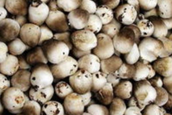 草菇种植前景怎么样?需要什么条件呢?