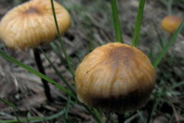 草菇种植前景怎么样?需要什么条件呢?