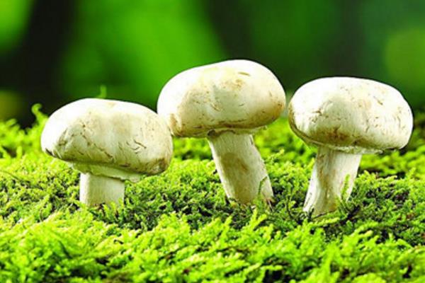 草菇种植前景怎么样?需要什么条件呢?