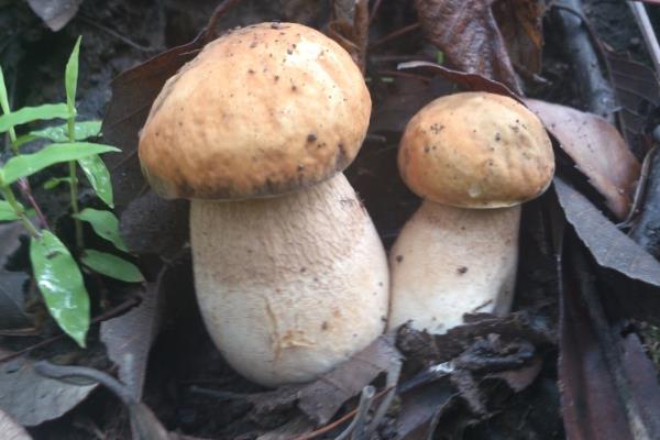 草菇种植前景怎么样?需要什么条件呢?