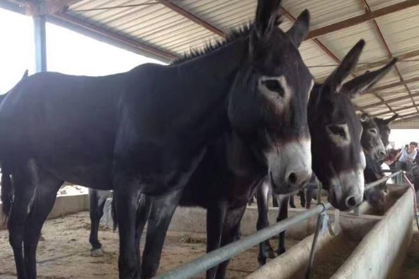 养驴场建设怎么总体布局?怎么建设?