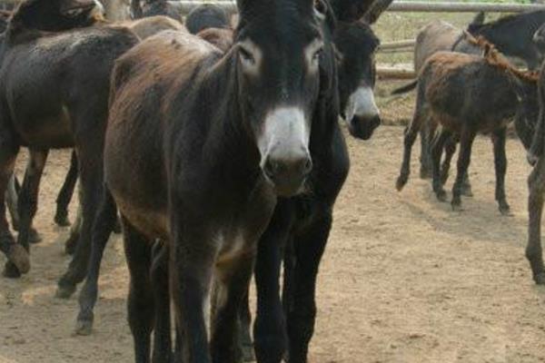 养驴场建设怎么总体布局?怎么建设?