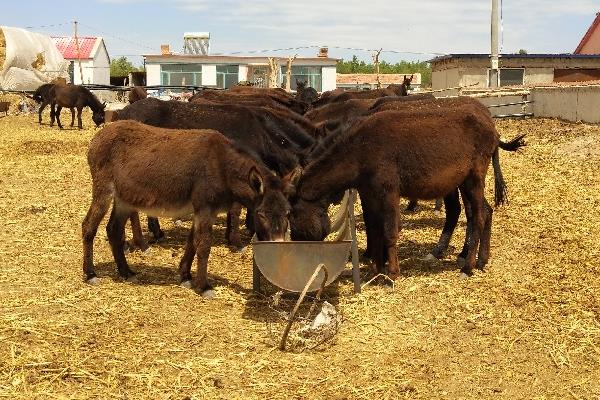 养驴场建设怎么总体布局?怎么建设?