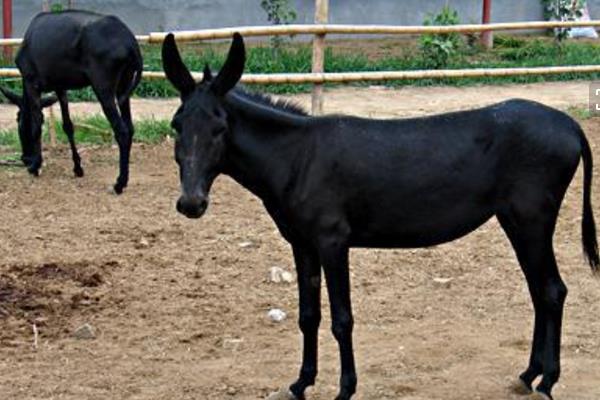 养驴场建设怎么总体布局?怎么建设?