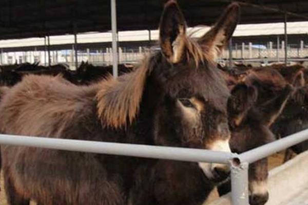 养驴场建设怎么总体布局?怎么建设?