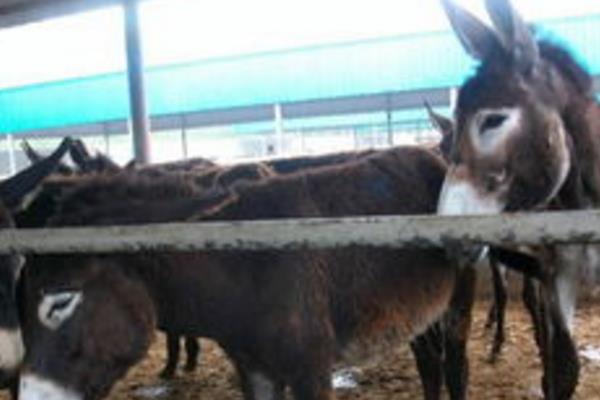 养驴场建设怎么总体布局?怎么建设?