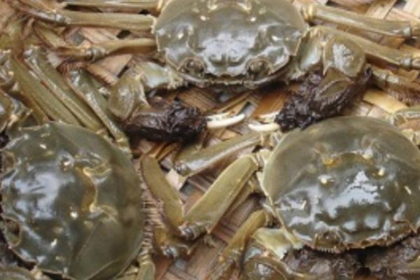 养一亩河蟹能赚多少钱?养河蟹的成本和利润