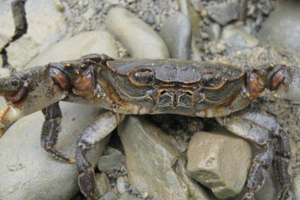 养一亩河蟹能赚多少钱?养河蟹的成本和利润