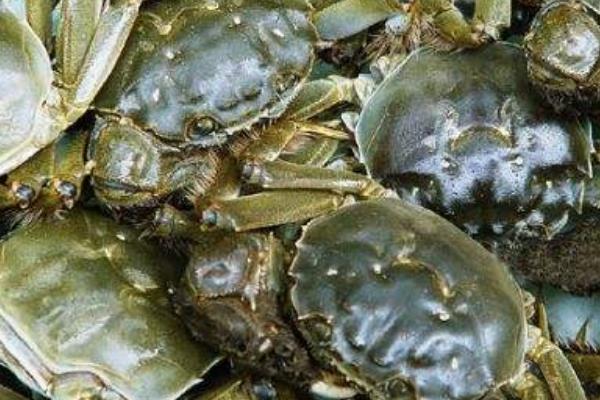 养一亩河蟹能赚多少钱?养河蟹的成本和利润