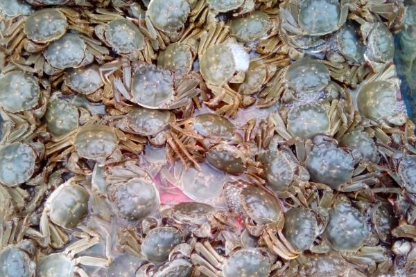 养一亩河蟹能赚多少钱?养河蟹的成本和利润