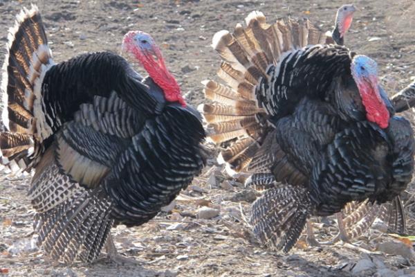 2015养火鸡赚钱吗?2015火鸡养殖前景及市场价格分析