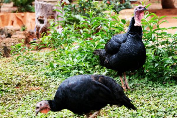 2015养火鸡赚钱吗?2015火鸡养殖前景及市场价格分析