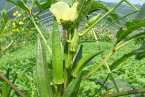 2015种黄秋葵赚钱吗?2015黄秋葵种植前景及市场价格分析