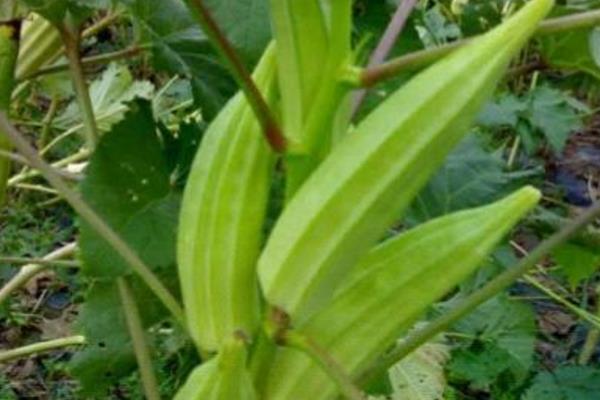 2015种黄秋葵赚钱吗?2015黄秋葵种植前景及市场价格分析