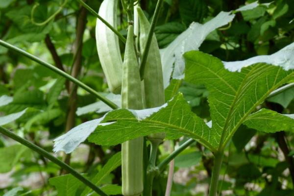 2015种黄秋葵赚钱吗?2015黄秋葵种植前景及市场价格分析