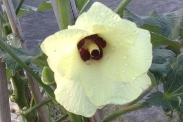 2015种黄秋葵赚钱吗?2015黄秋葵种植前景及市场价格分析